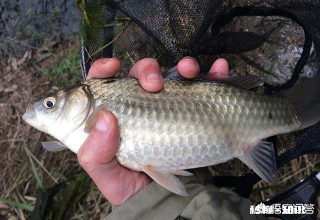 调平水钓二目子线多长