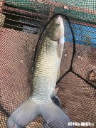 夏天来了，想钓草鱼，几米的鱼竿合适