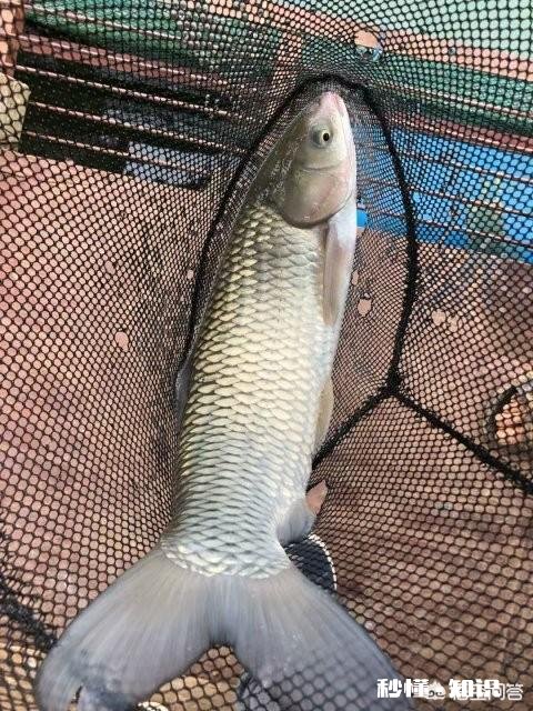 夏天来了，想钓草鱼，几米的鱼竿合适