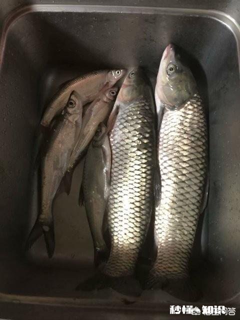 夏天来了，想钓草鱼，几米的鱼竿合适