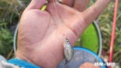 夏季钓鲫鱼用几号袖钩，为什么我用5号袖钩没口，换了两号袖钩立马有口了