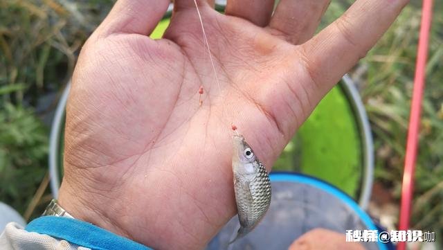 夏季钓鲫鱼用几号袖钩，为什么我用5号袖钩没口，换了两号袖钩立马有口了