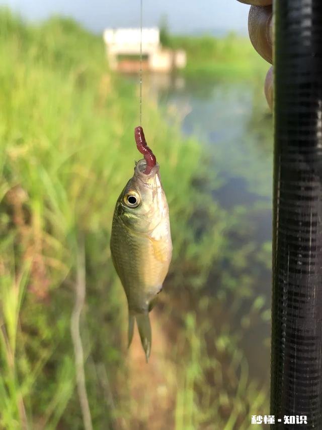 夏季钓鲫鱼用几号袖钩，为什么我用5号袖钩没口，换了两号袖钩立马有口了