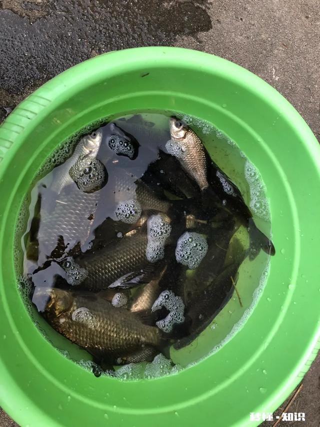 夏季钓鲫鱼用几号袖钩，为什么我用5号袖钩没口，换了两号袖钩立马有口了