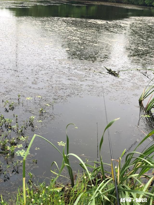 夏季钓鲫鱼用几号袖钩，为什么我用5号袖钩没口，换了两号袖钩立马有口了