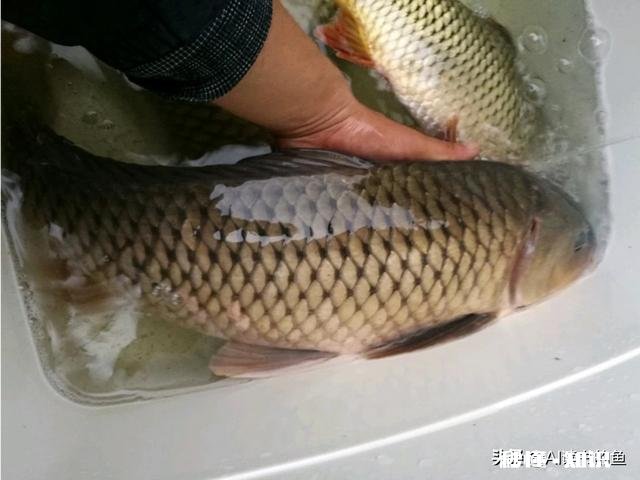 生玉米粒泡酒可以钓鱼吗