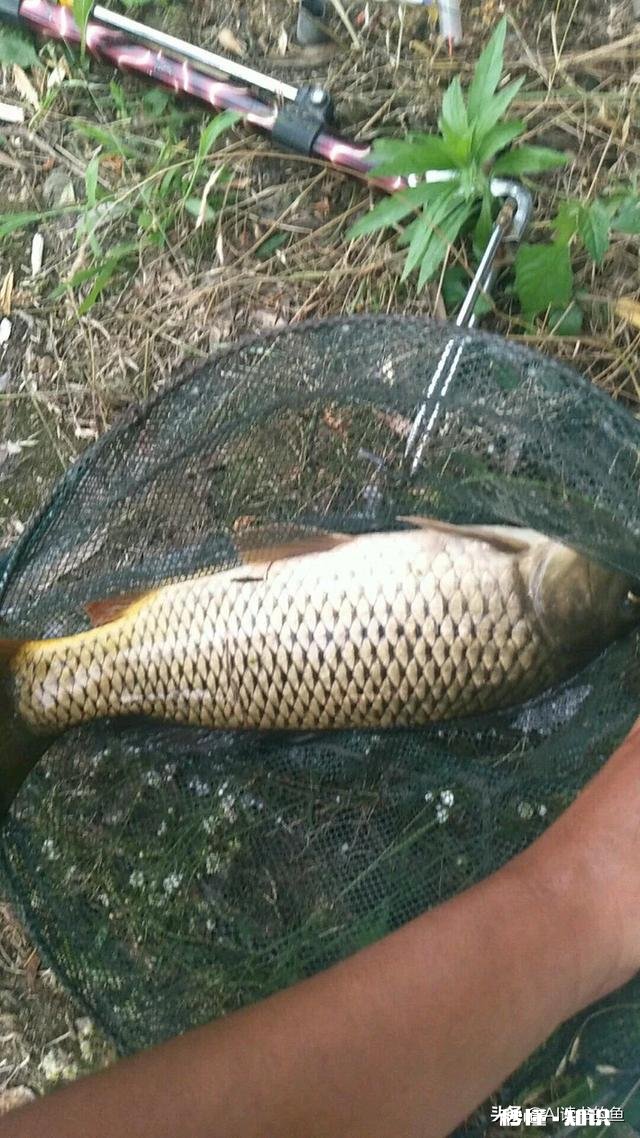 生玉米粒泡酒可以钓鱼吗