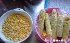 生玉米粒泡酒可以钓鱼吗