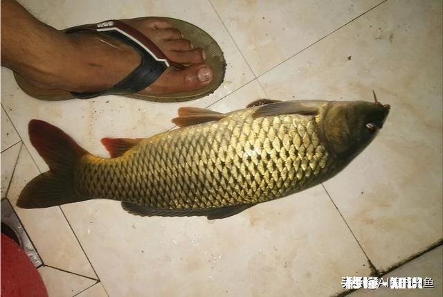 生玉米粒泡酒可以钓鱼吗