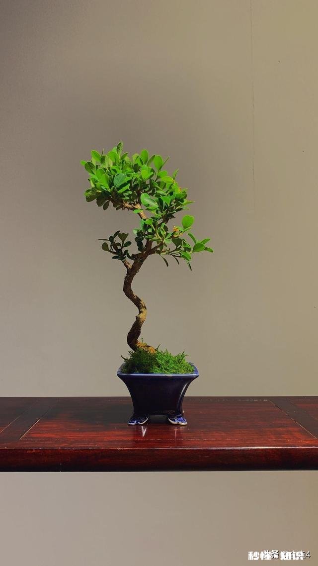 有人说郭德纲相声靠砸掛于谦全家斗梗否则郭就没包袱可抖,你怎么