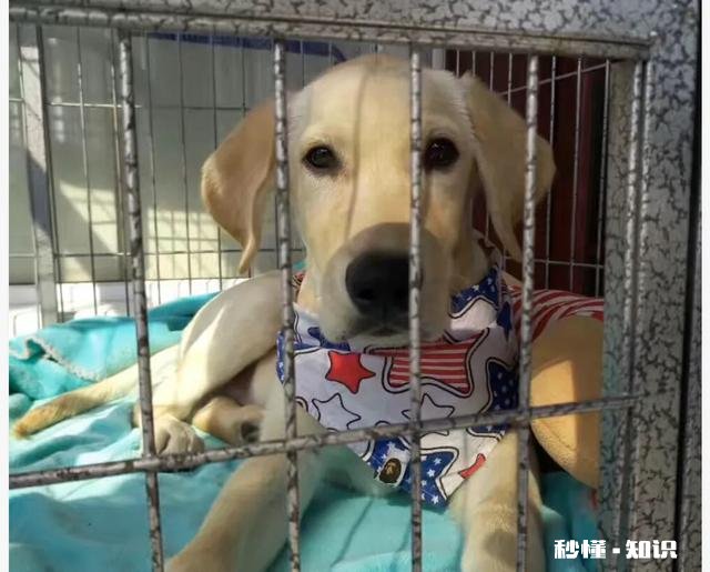 客人擅自寄养狗在宠物店，狗跑了宠物店有责任吗