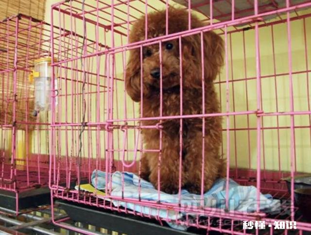 客人擅自寄养狗在宠物店，狗跑了宠物店有责任吗