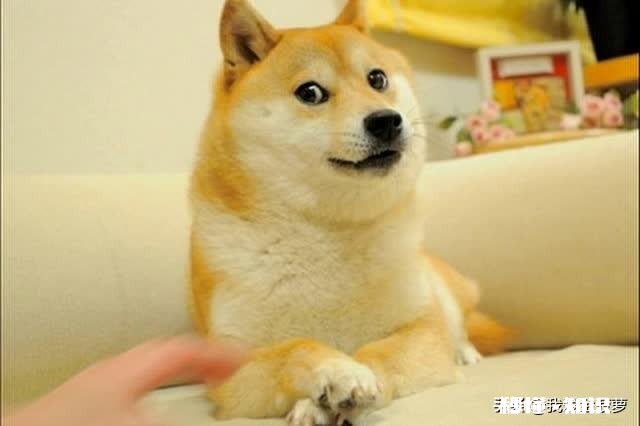 客人擅自寄养狗在宠物店，狗跑了宠物店有责任吗