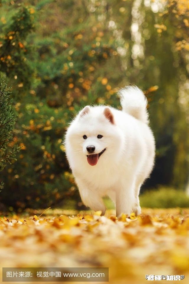 客人擅自寄养狗在宠物店，狗跑了宠物店有责任吗