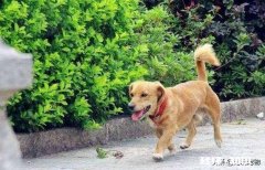 客人擅自寄养狗在宠物店，狗跑了宠物店有责任吗