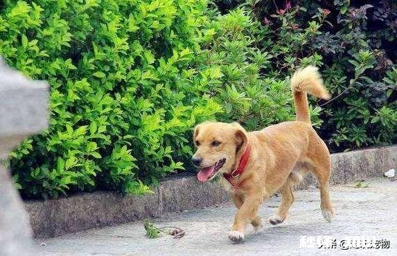 客人擅自寄养狗在宠物店，狗跑了宠物店有责任吗