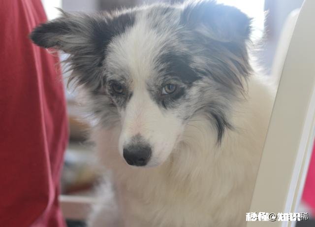 客人擅自寄养狗在宠物店，狗跑了宠物店有责任吗