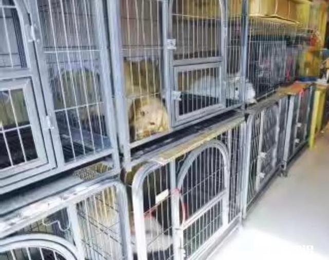 客人擅自寄养狗在宠物店，狗跑了宠物店有责任吗