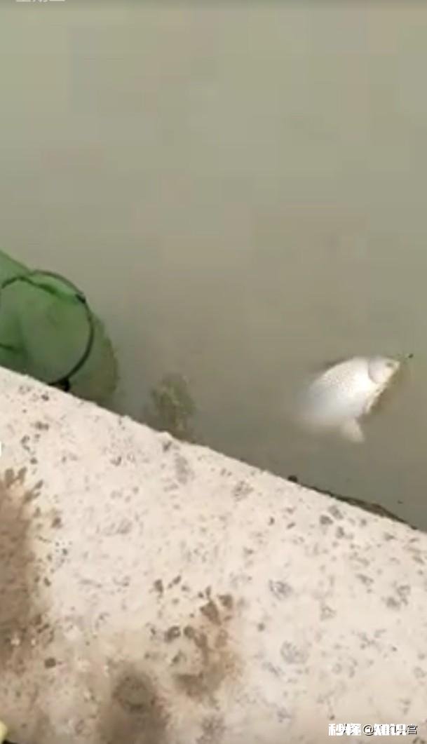 浮漂的目为什么越往上越宽