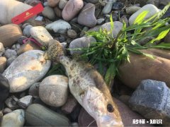 有些钓鱼大师开直播卖钓鱼产品，购买后就能成钓鱼大师吗