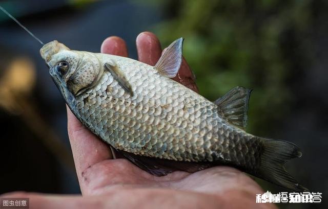 冬季鱼塘用拉饵可以吗我所垂钓的鱼塘水质经常上牛粪,该如何钓