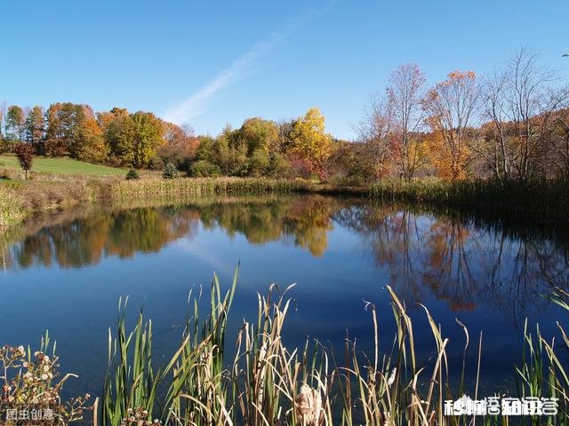 冬季鱼塘用拉饵可以吗我所垂钓的鱼塘水质经常上牛粪,该如何钓