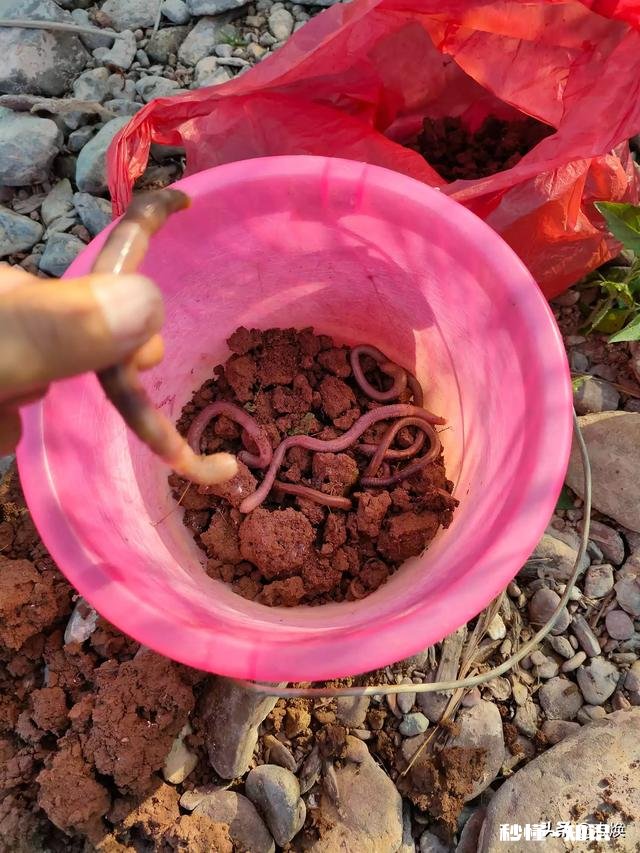 冬季鱼塘用拉饵可以吗我所垂钓的鱼塘水质经常上牛粪,该如何钓