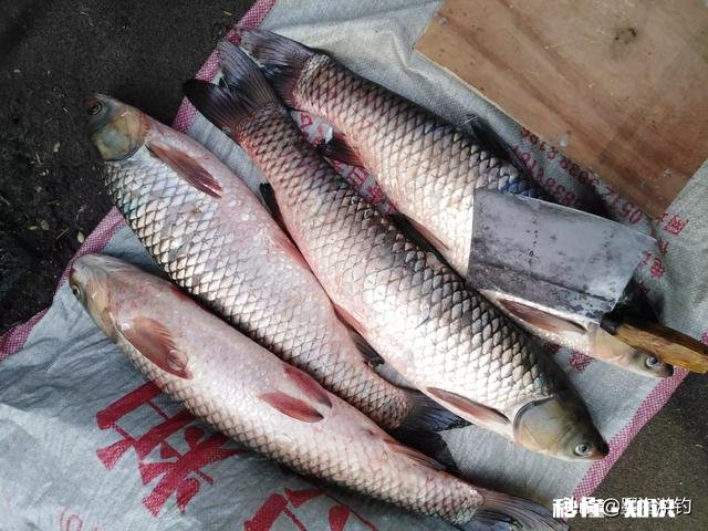 夏天钓草鱼钓底还是钓浮