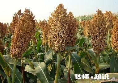 今年能种高梁吗价格如何