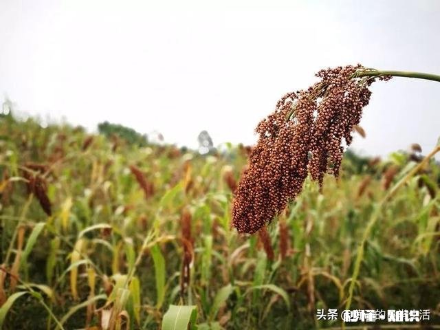 今年能种高梁吗价格如何