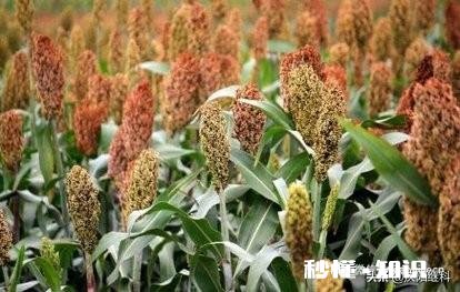 今年能种高梁吗价格如何