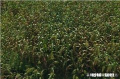 今年能种高梁吗价格如何