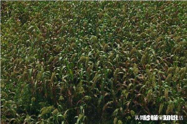 今年能种高梁吗价格如何