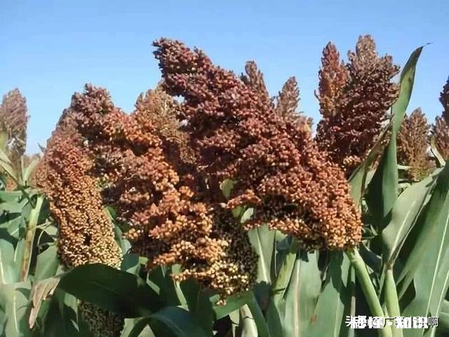 今年能种高梁吗价格如何