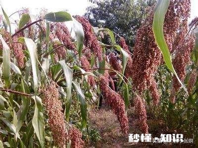 今年能种高梁吗价格如何