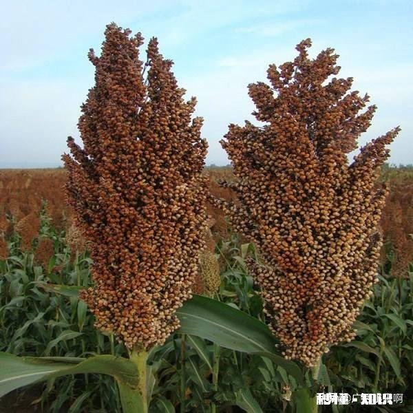 今年能种高梁吗价格如何