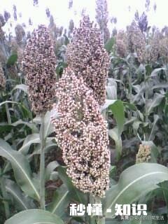 今年能种高梁吗价格如何