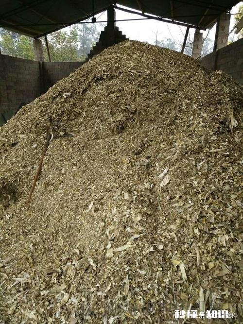 今年能种高梁吗价格如何