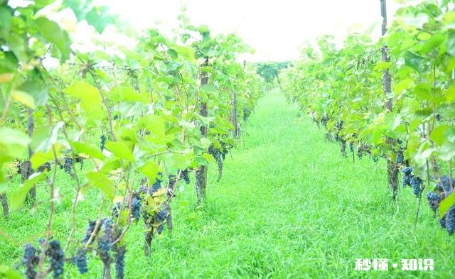 温室大棚葡萄秋季栽培好还是春季好
