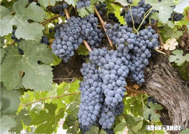 温室大棚葡萄秋季栽培好还是春季好