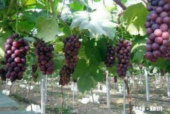 温室大棚葡萄秋季栽培好还是春季好
