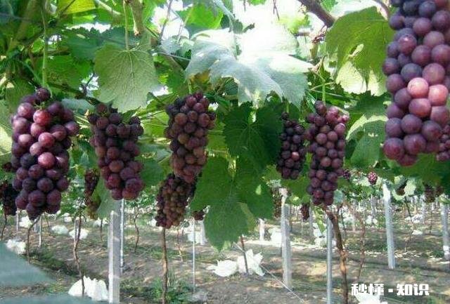 温室大棚葡萄秋季栽培好还是春季好