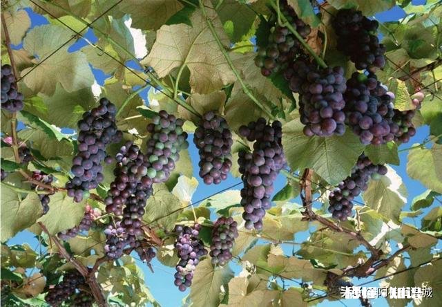 温室大棚葡萄秋季栽培好还是春季好