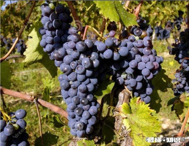 温室大棚葡萄秋季栽培好还是春季好