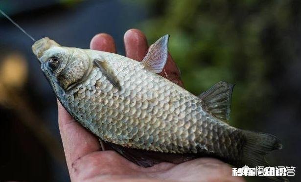 5.4的鱼竿钓多远合适