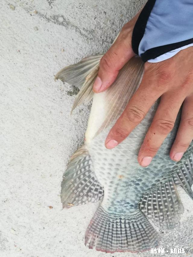 5.4的鱼竿钓多远合适