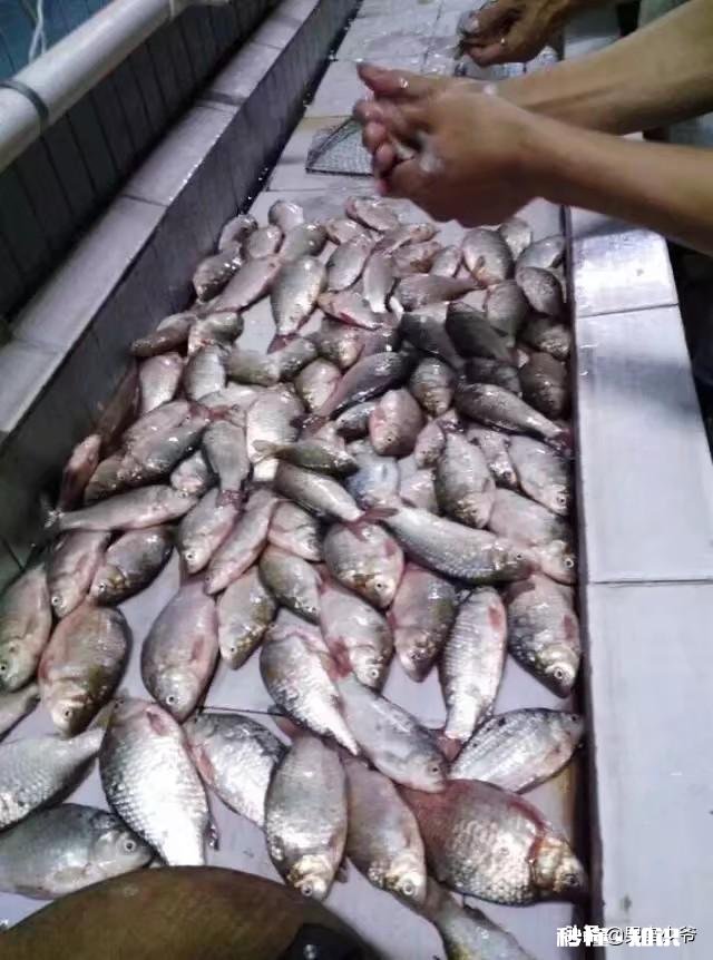 5.4的鱼竿钓多远合适