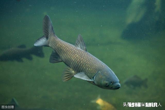 钓鱼用什么做窝料最好