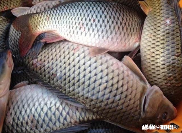 钓鱼用什么做窝料最好