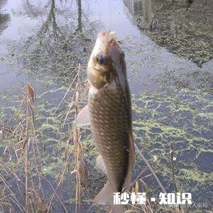 钓鱼用什么做窝料最好